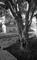 Crepe Myrtle