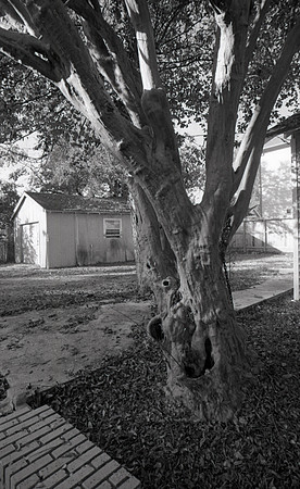 Crepe Myrtle