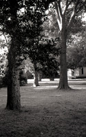 Emil's Trees