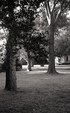 Emil's Trees